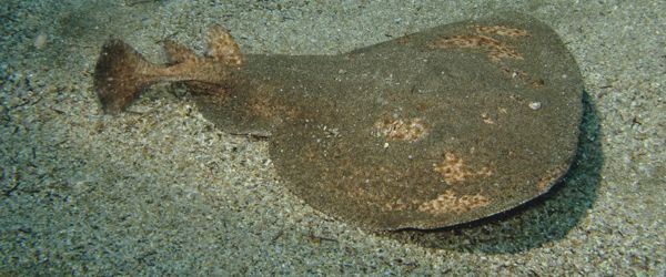 Marbled Electric Ray in the Canary Islands and Arinaga scuba diving