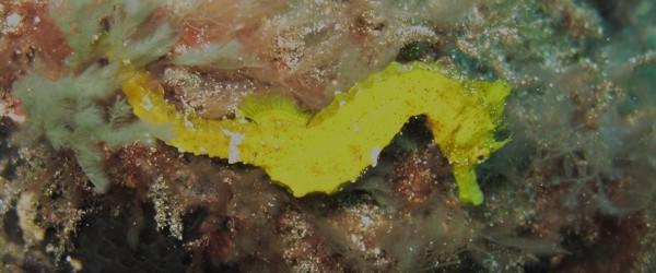 The Seahorse in the Canary Islands and Arinaga scuba diving