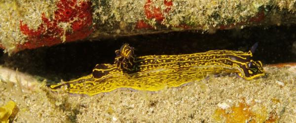 The nudibrach hypselodoris picta found in to the El Cabron.