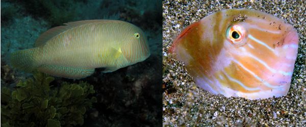 Glass-eyes are found under overhangs in the canaries and on night dives