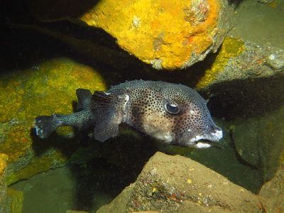 Gran Canaria Diving with Spiny Pufferfish