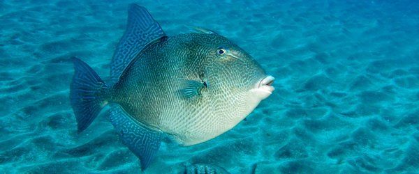 The grey triggerfish is a summer visitor to the El Cabrón.