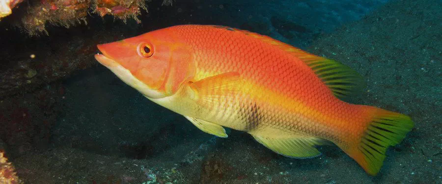 Barred Hogfish (Bodianos scrofa) is the brightest fish underwater in Arinaga in Gran Canaria