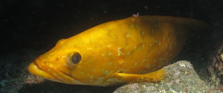 Gran Canaria- diving with abade capitan