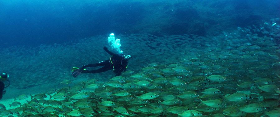 Diving in Gran Canaria shoal of roncadors