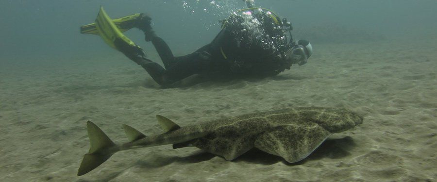 dive with angel sharks in gran canaria