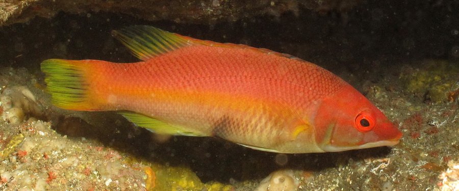 Gran Canaria - barred hogfish