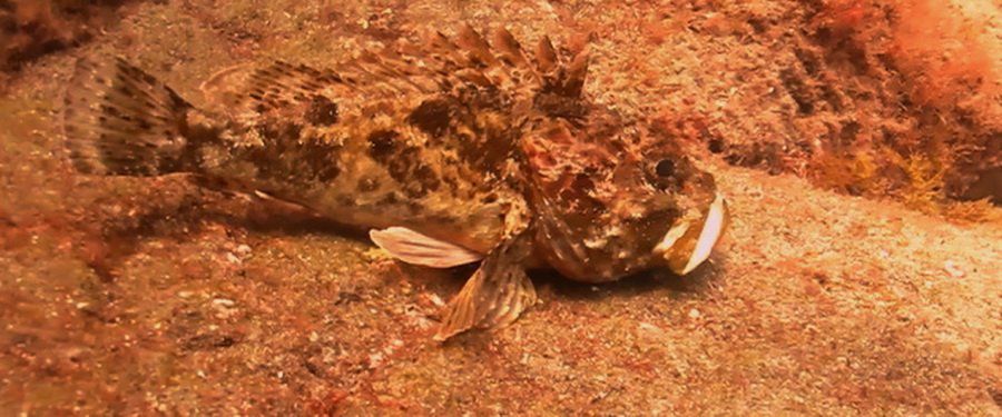 The largescale Scorpionfish in Arinaga Gran Canaria