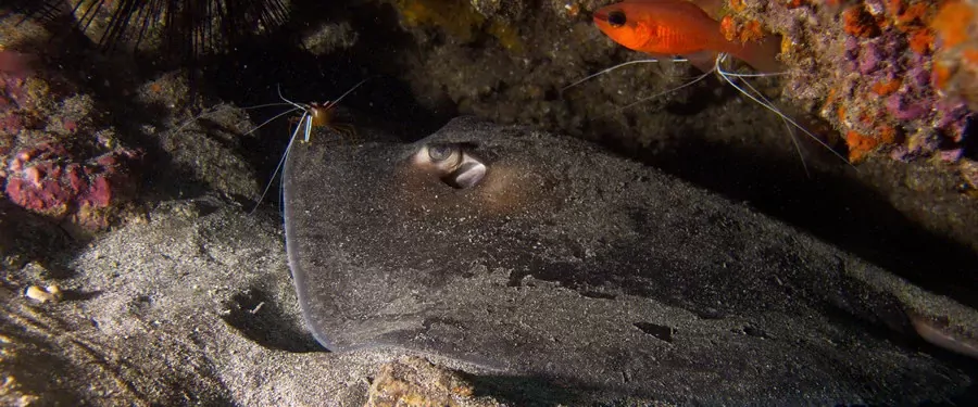 Round stingray (Taeniura grabata) being cleaned underwater in Gran Canaria