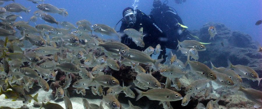 In the El Cabrón marine reserve you can dive into the shoals of fish