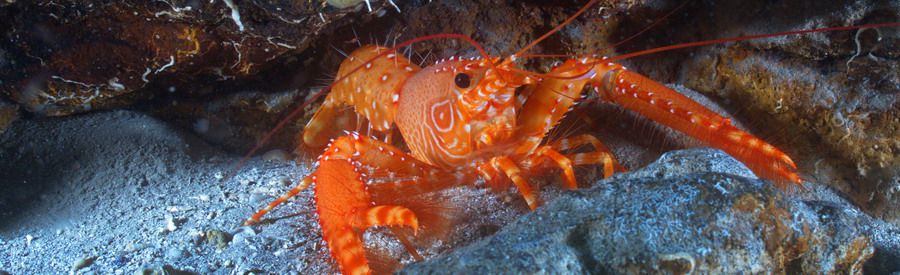 diving with lobsters gran canaria