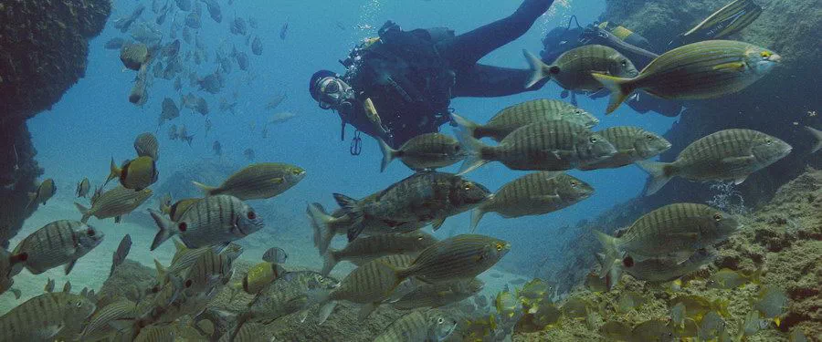 Scuba Diving in Gran Canaria - Underwater with shoals of bream and fish