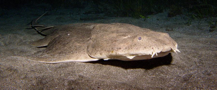 Angel Shark night diving canary islands