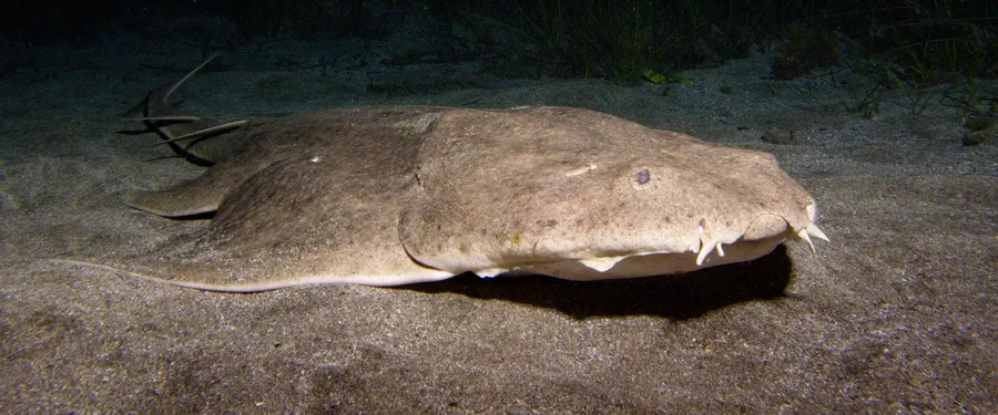 Angel shark underwater on night dive in the Canary Islands