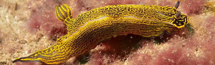 diving with nudibranch in gran canaria