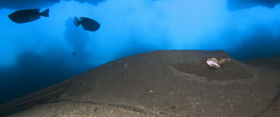 buceo islas canarias