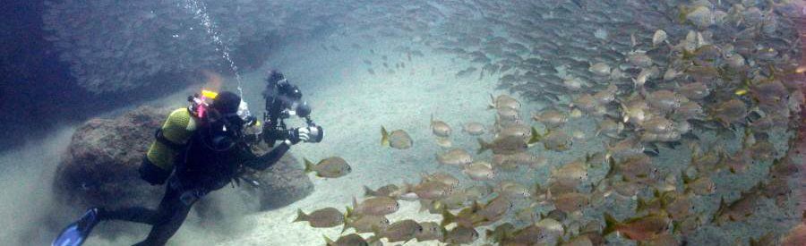 underwater photography and shoals Canary Islands