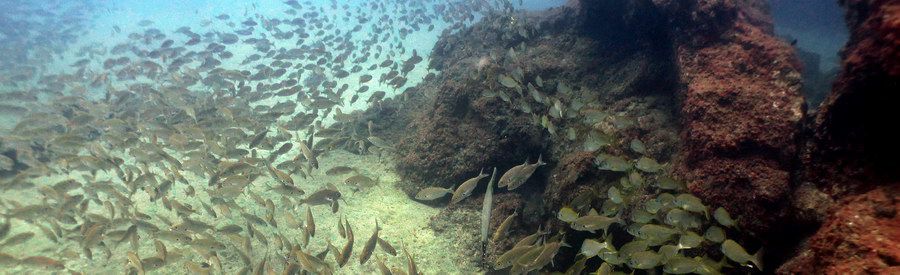 gran canaria dive in el Cabron - incredible dive site!