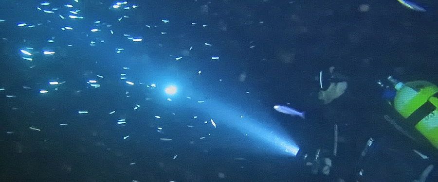 octopus night diving gran canaria