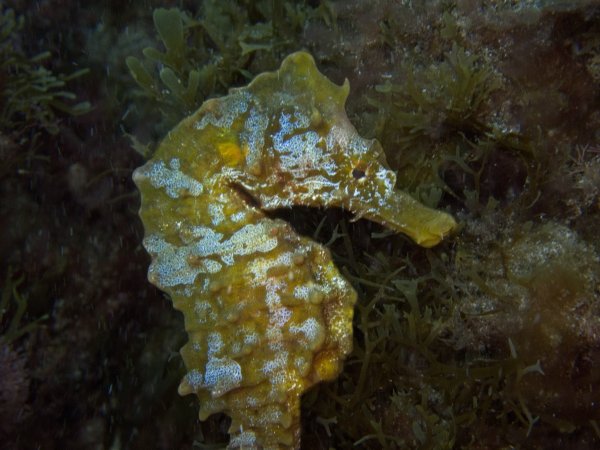 Recent diving photo from the El Cabrón Marine Reserve Gran Canaria