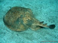 Ultimos Avistamientos de buceo en Arinaga Gran Canaria